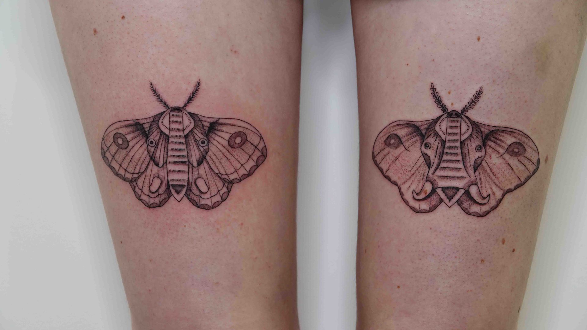 Twee nachtvlinders, op elk bovenbeen een
